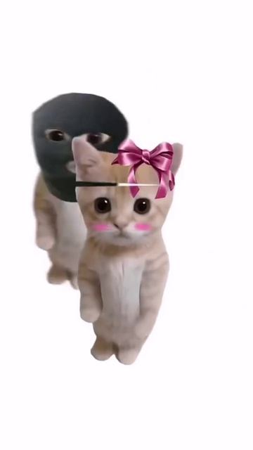 котята пояснят)