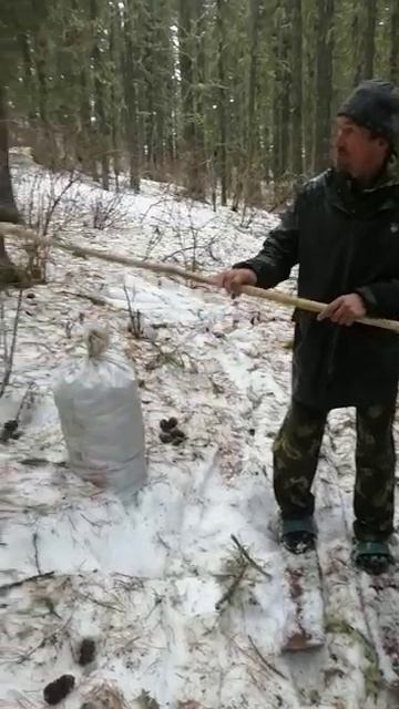 заготовка ореха весной.