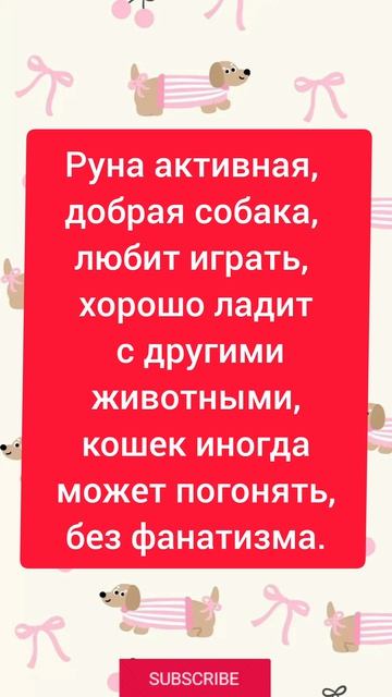 В самые добрые руки пристраивается собака-девочка - Руна.