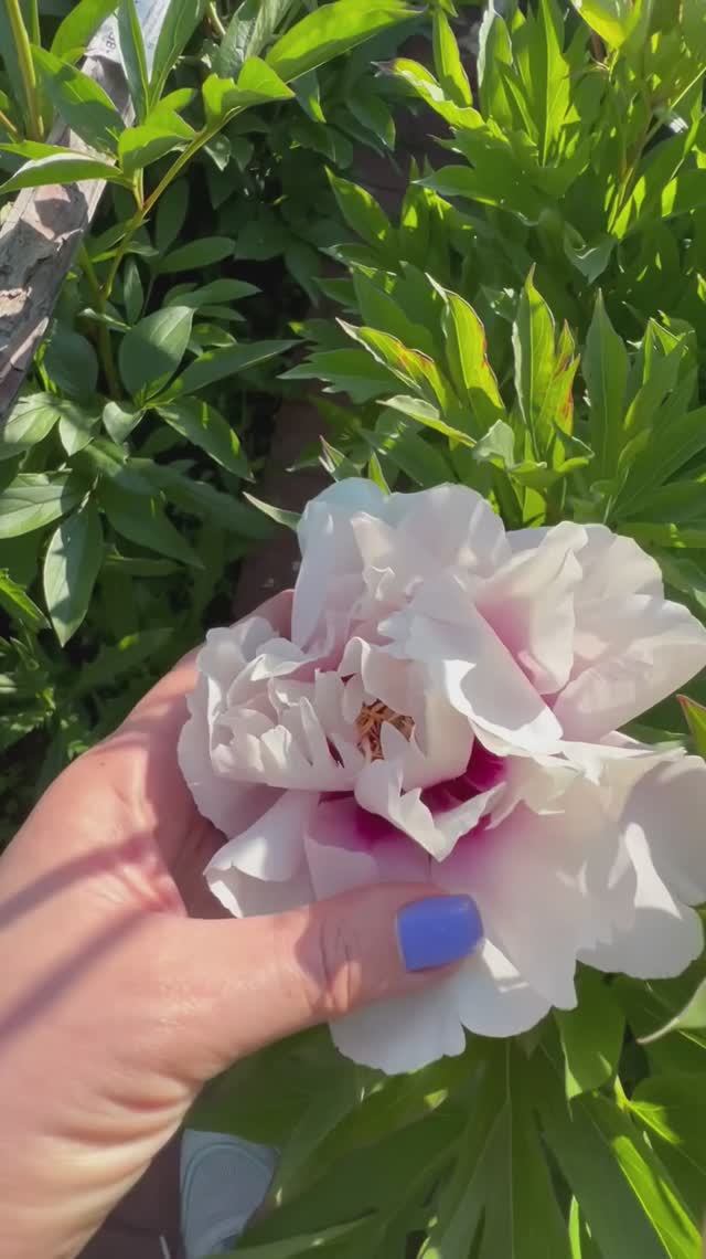 Нежнейший пион ИТО-гибрид “Cora Louise”