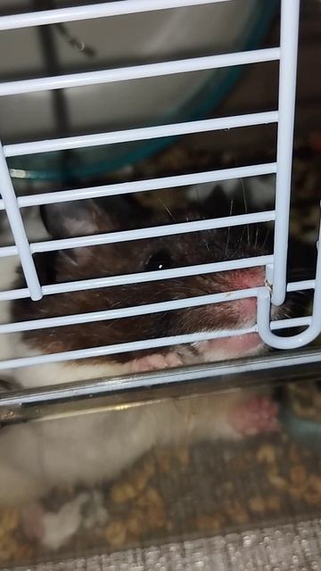 Звуки сирийского хомяка