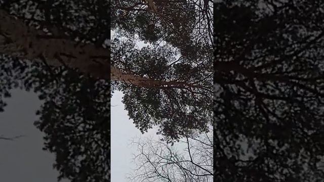 ДУхи весны #еленамалинина