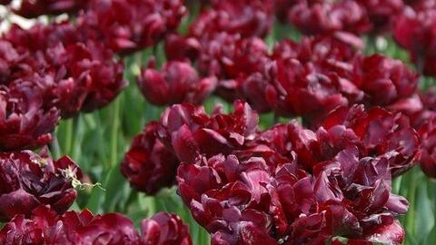 «Тюльпан Palmyra» 🌷