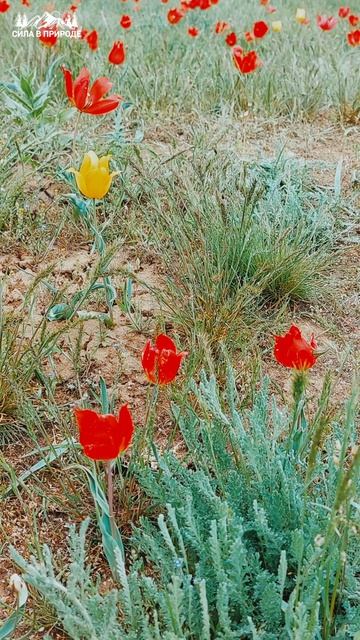 Цветы Тюльпаны Природа