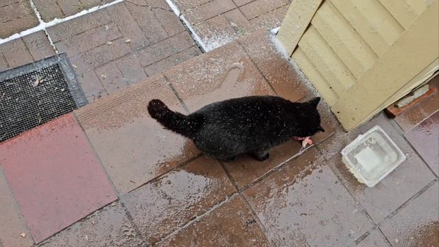 🔥Хитрый план по дегельминтизации кототигров был раскрыт не менее хитрым Клёпой🐈