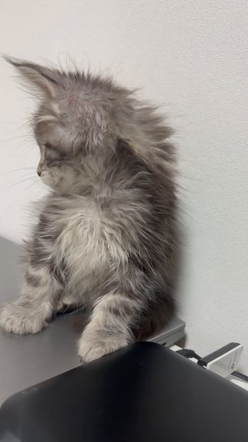 Один Гранд Майер