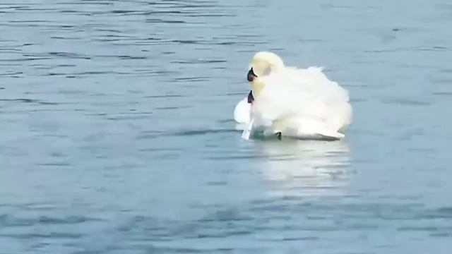 Лебеди танцуют. Вальс.
