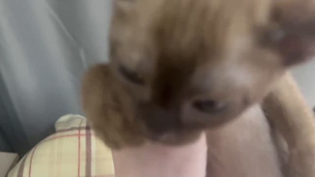 Аллегро Кэтс