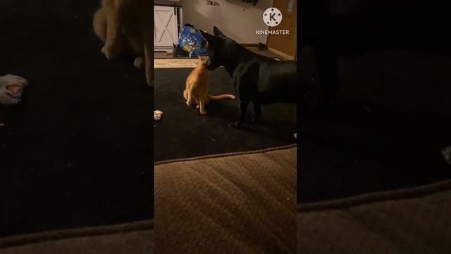 СМЕШНЫЕ КОТЫ 😺 2026 ЛУЧШИЕ ПРИКОЛЫ С КОТАМИ ,КОШКАМИ ,ЖИВОТНЫЕ,СМЕШНЫЕ ВИДЕО