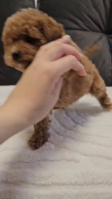 Щенок мальтипу Элли, возраст 2 месяца