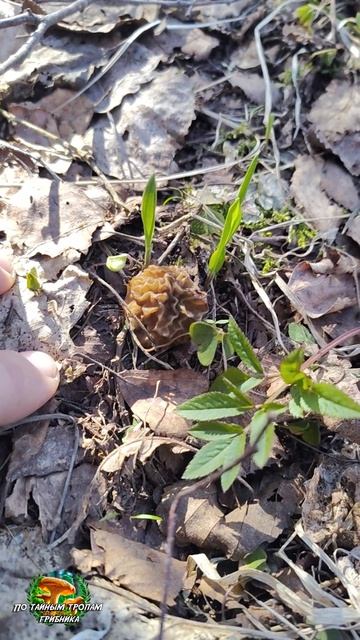 Сморчковая шапочка 2026. Поддержи лайком и подпиской!