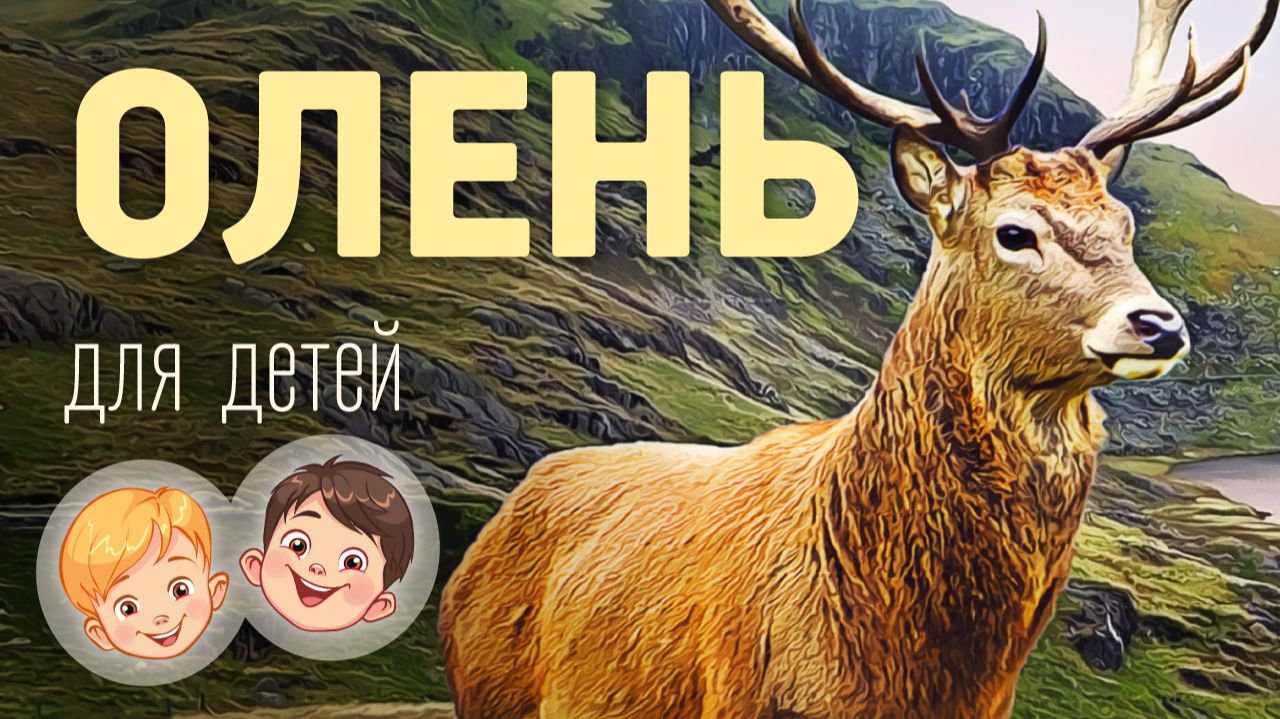 Олень. Видео про животных для детей 3+