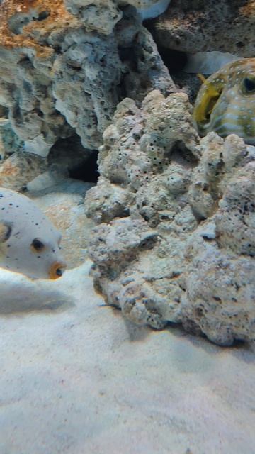 Рыба с зубами раздувает песок в аквариуме.mp4