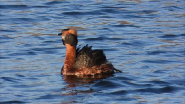 Красная Книга, Птицы, Красношейная Поганка, бёрдвотчинг в Новгородской области, 21 апреля 2026
