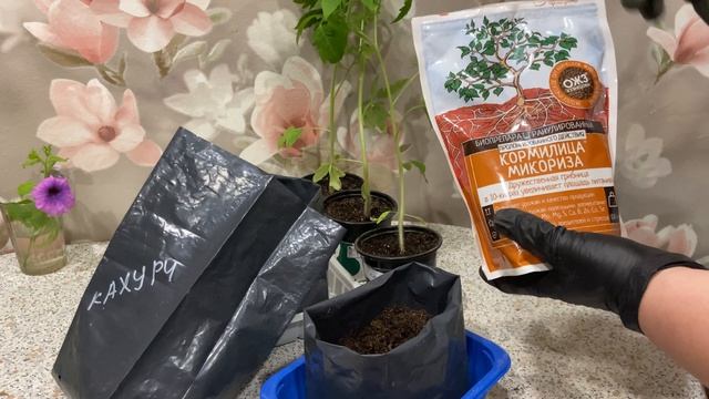 Рассада томатов. Пересадка сорт Кахури. 20.04.26