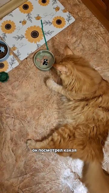 Без кота, конечно, скучно 😹 #кошатница #мейнкун #котики #котэ #мамамейнкуна