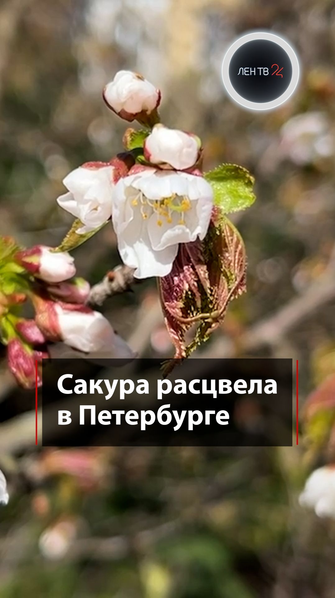 Весна в Петербурге. В городе расцветает сакура