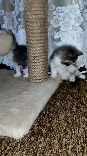 Носики курносики 😍 ищут добрые и любящие семьи🙏  Беременную кошку спасли от стаи злых собак, т.к.