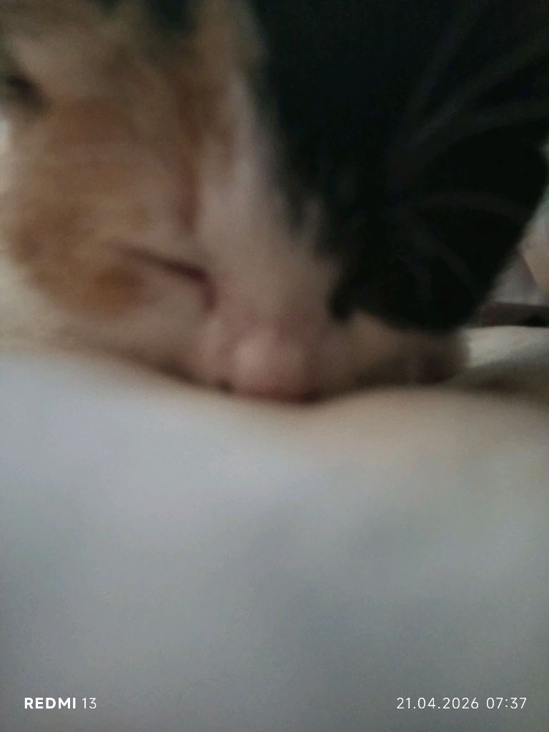 котик Ника красивый котик Ника