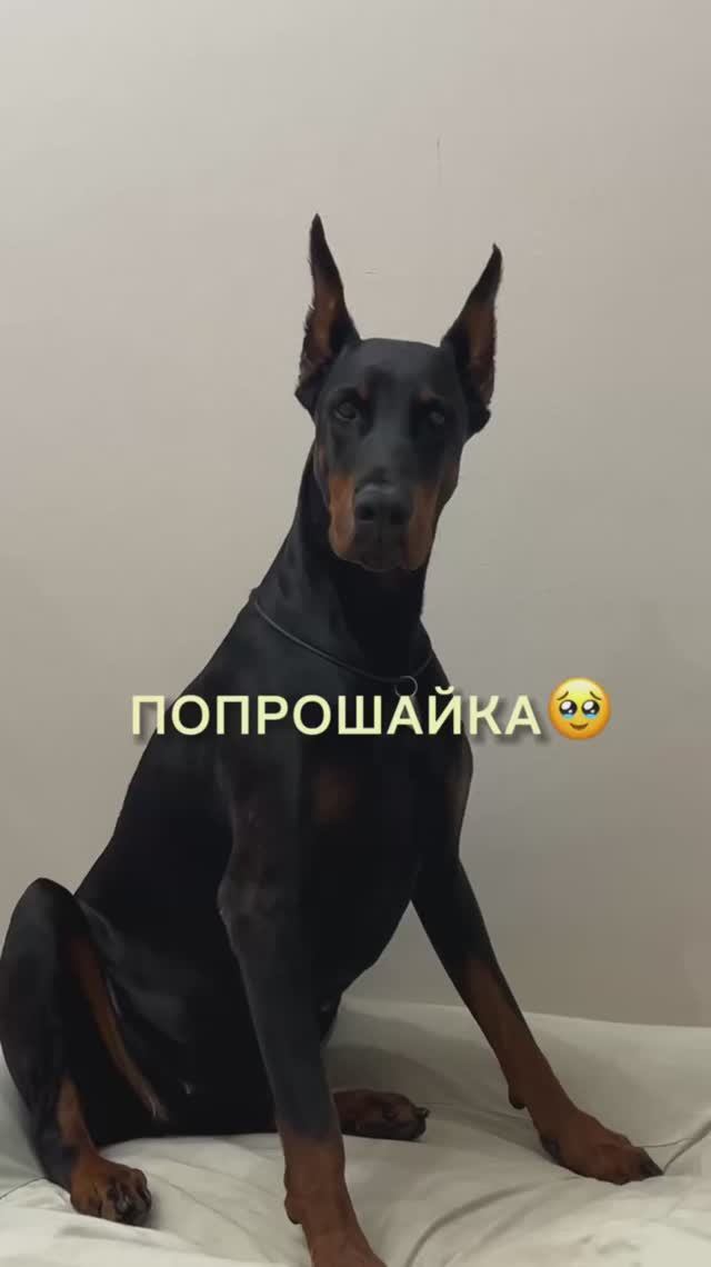 ПОПРОШАЙКА🍏