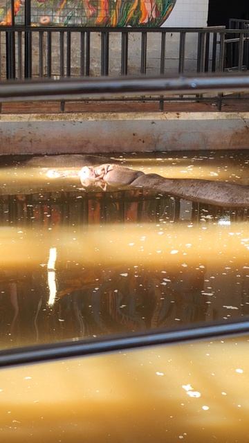 Бегемот в бассейне, зоопарк, Калининград.mp4