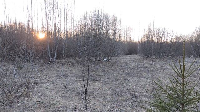 1000008033.mp4В ожидании тяги вальдшнепов.