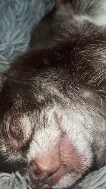 Патрик храпит.