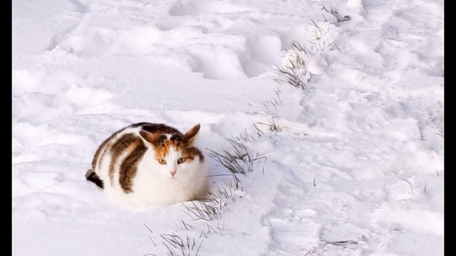 П. Коэльо. Об отдыхе. Притча 52. Книга Воина Света