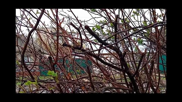 ПЕНИЕ ПТИЦ  И ПРИРОДА В АПРЕЛЕ