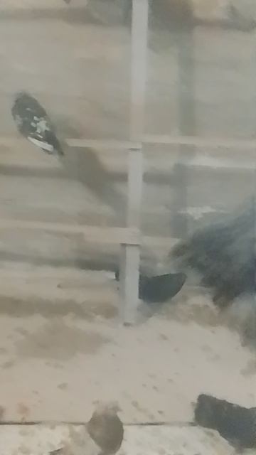 николаевские голуби