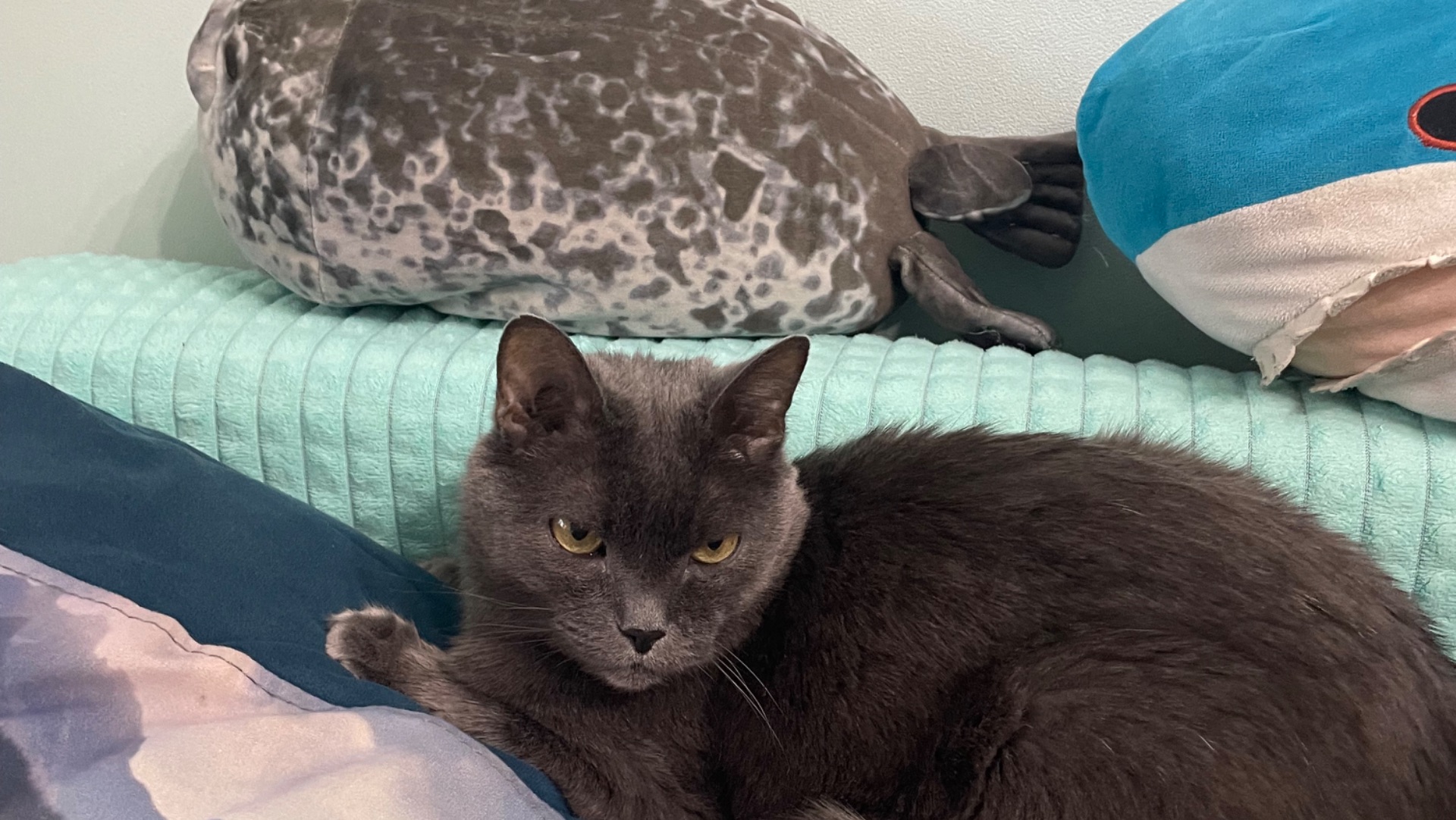 Nobody (my Level) No Full