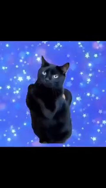 Клип @meowtaverse