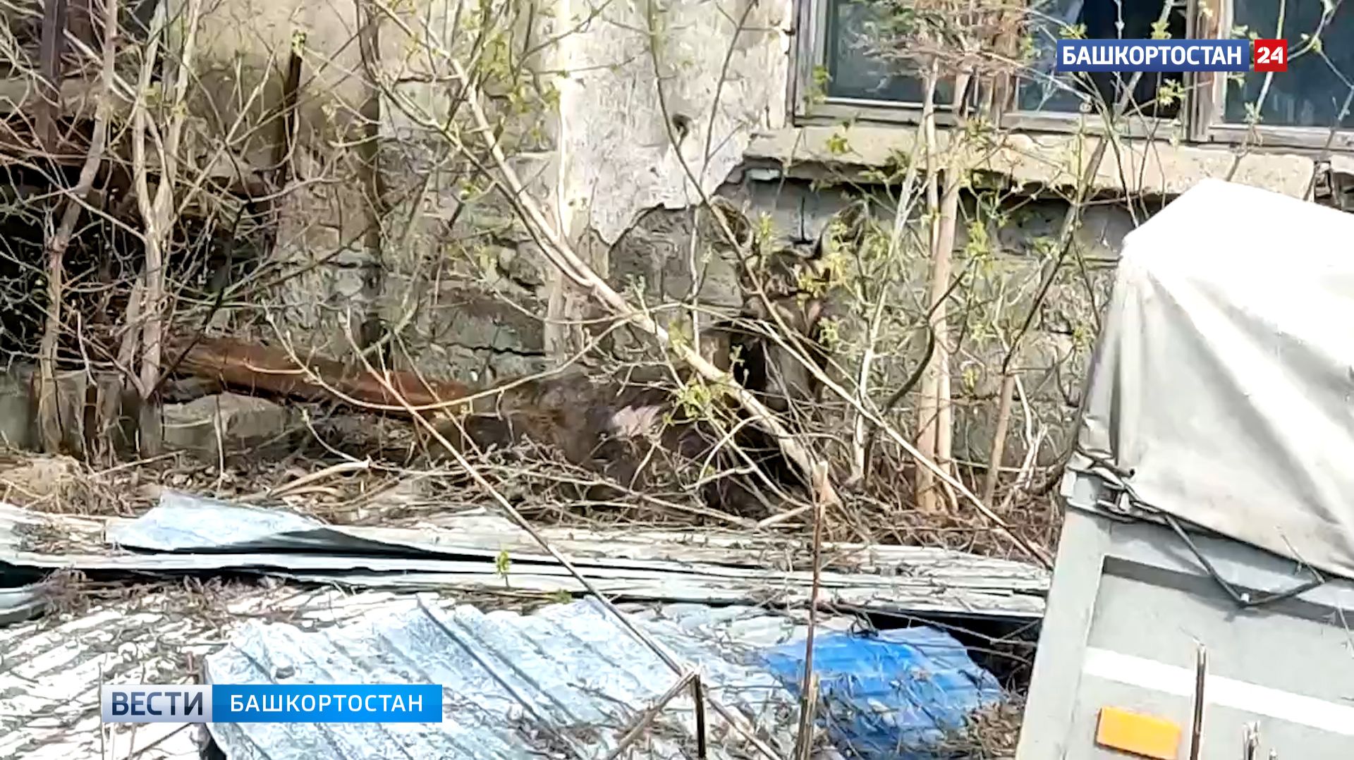 Лось проник на территорию одного из предприятий Уфы