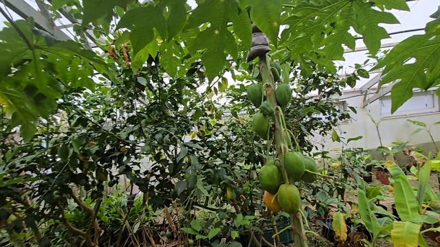 тропики в теплице