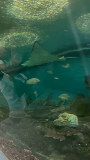 Рыбки в Океанариуме ч.37