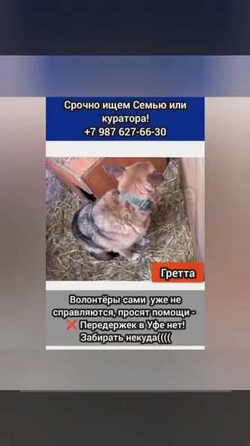 Сдали В ОТЛОВ...Гретта..Она никому больше не нужна...
⚡СРОЧНО ИЩУТ девочке СЕМЬЮ ИЛИ КУРАТОРА!
❌ Сро
