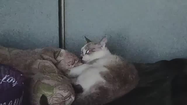 КОШКИ - МЫШКИ !