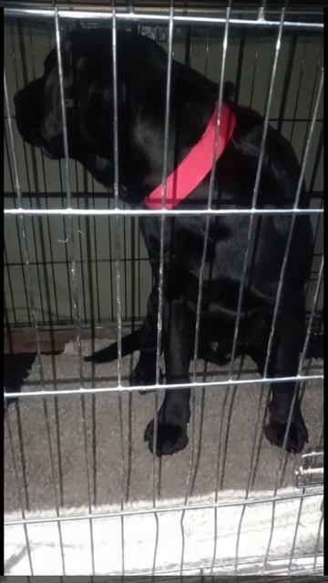 Макс и его путь ❤