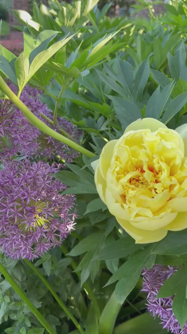 Потрясающее сочетание: пион ИТО-гибрид “Bartzella” и лук афлатунский