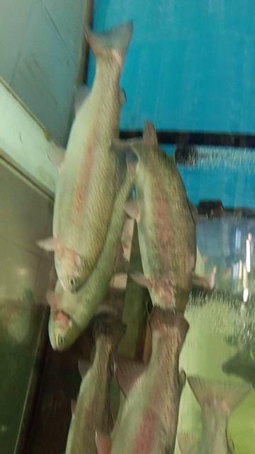 Рыбы 🐡🐟🐠🦂🦀🦑🐬🐋🐳🦈🦭