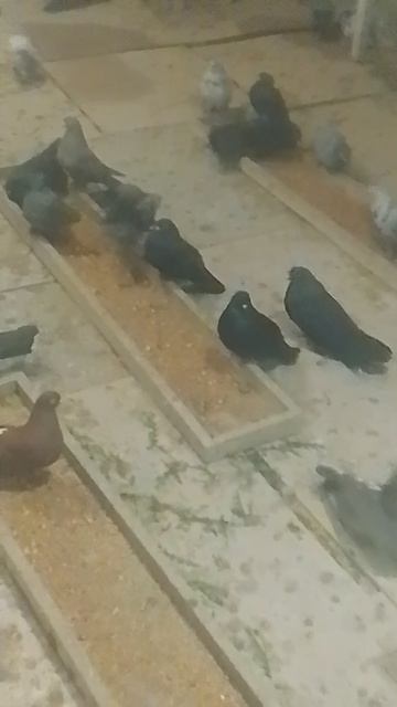 николаевские гооуби