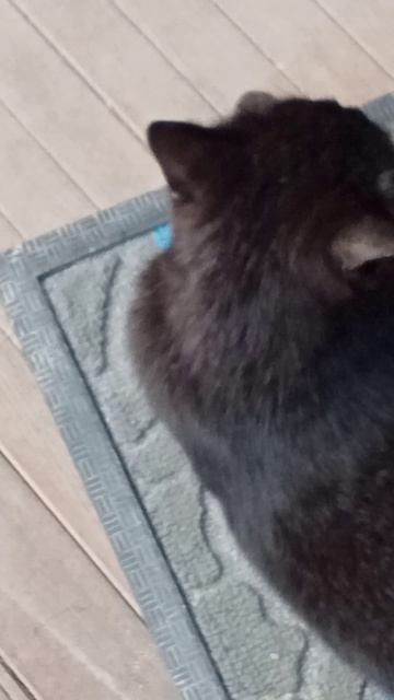 Без лапик часть 4