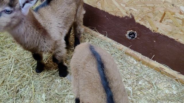 21.04 . Козочкам 14 дней