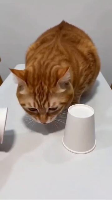 Кручу верчу.