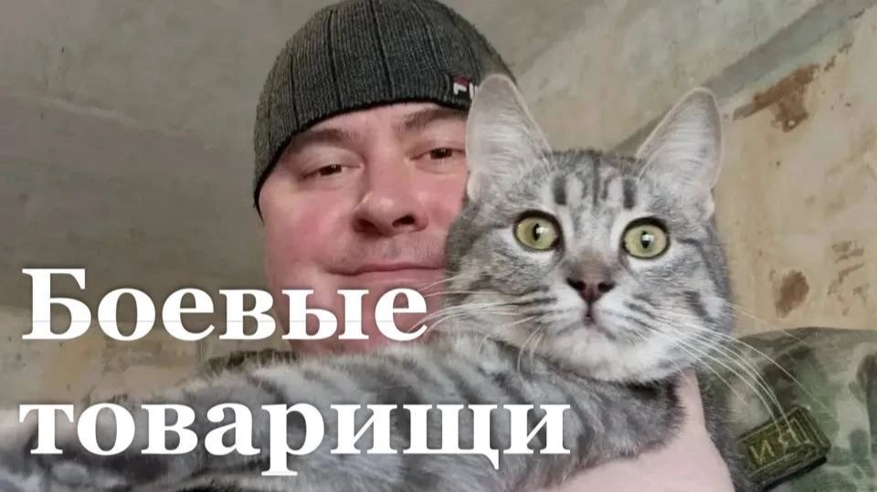 Спасённого на СВО кота передали матери погибшего военного