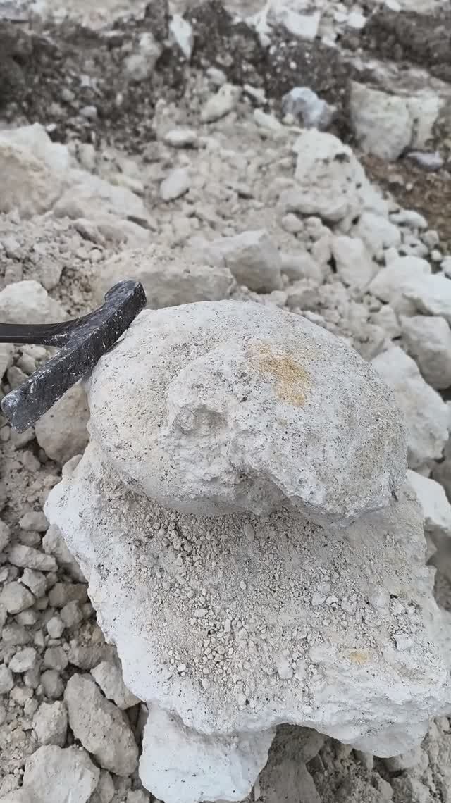 Наутилоидея кусок 2026 04 19 Крым Эоцен