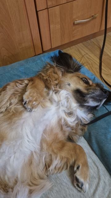 Лютику лучше. Поправляемся.