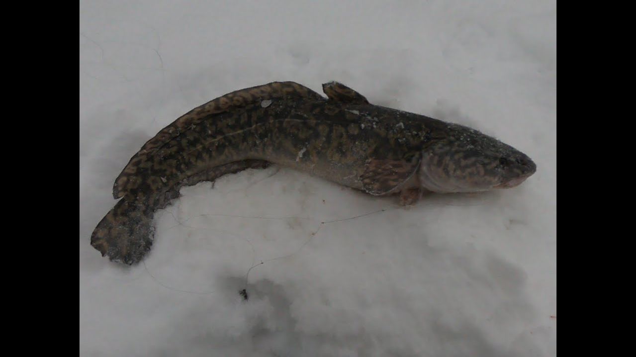 Речные Монстры Рвут Сети. Это Самая Крутая Зимняя Рыбалка на Дикой Реке. Ловля Налима. Гиганты 2026