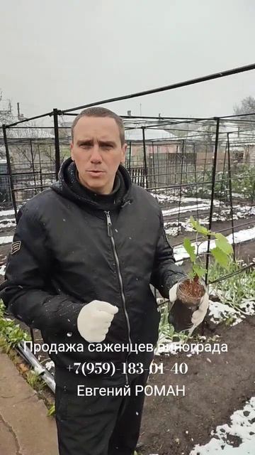 Саженцы винограда в РФ +7(959)-183-01-40 Евгений РОМАН