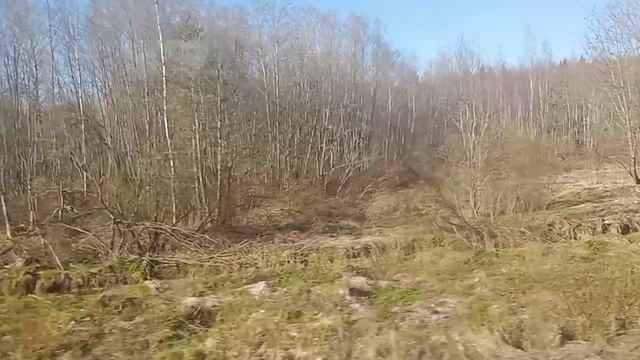 21 апреля 2026 года, Ленинградская область, природа просыпается постепенно